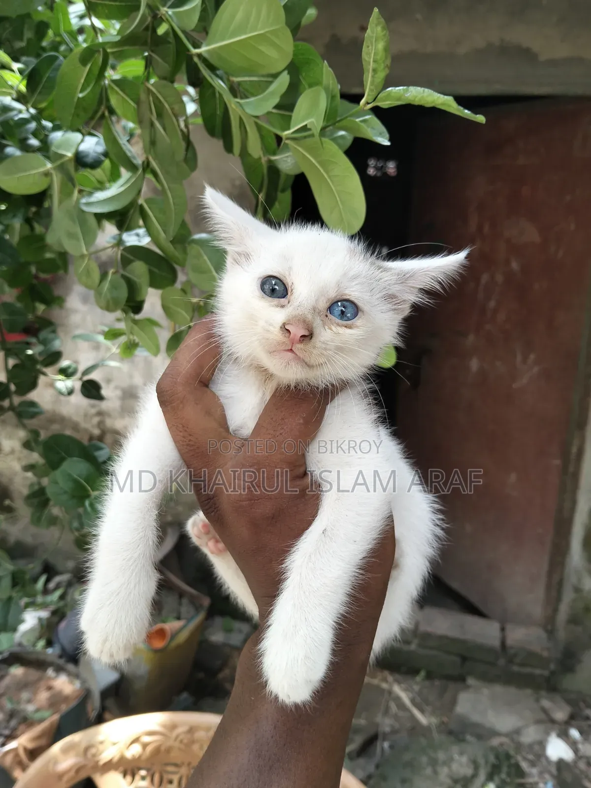 0-1 month Male Mixed Breed Cat