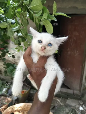 0-1 month Male Mixed Breed Cat