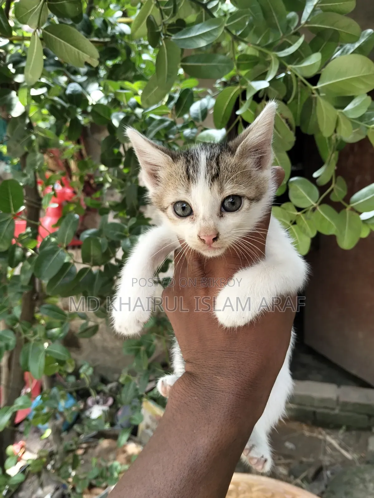 0-1 month Male Mixed Breed Cat