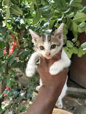 0-1 month Male Mixed Breed Cat
