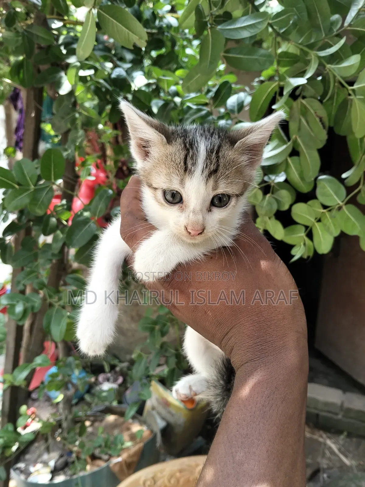 0-1 month Male Mixed Breed Cat