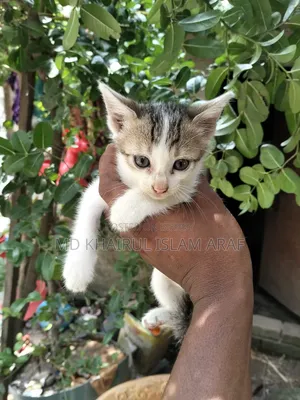 0-1 month Male Mixed Breed Cat