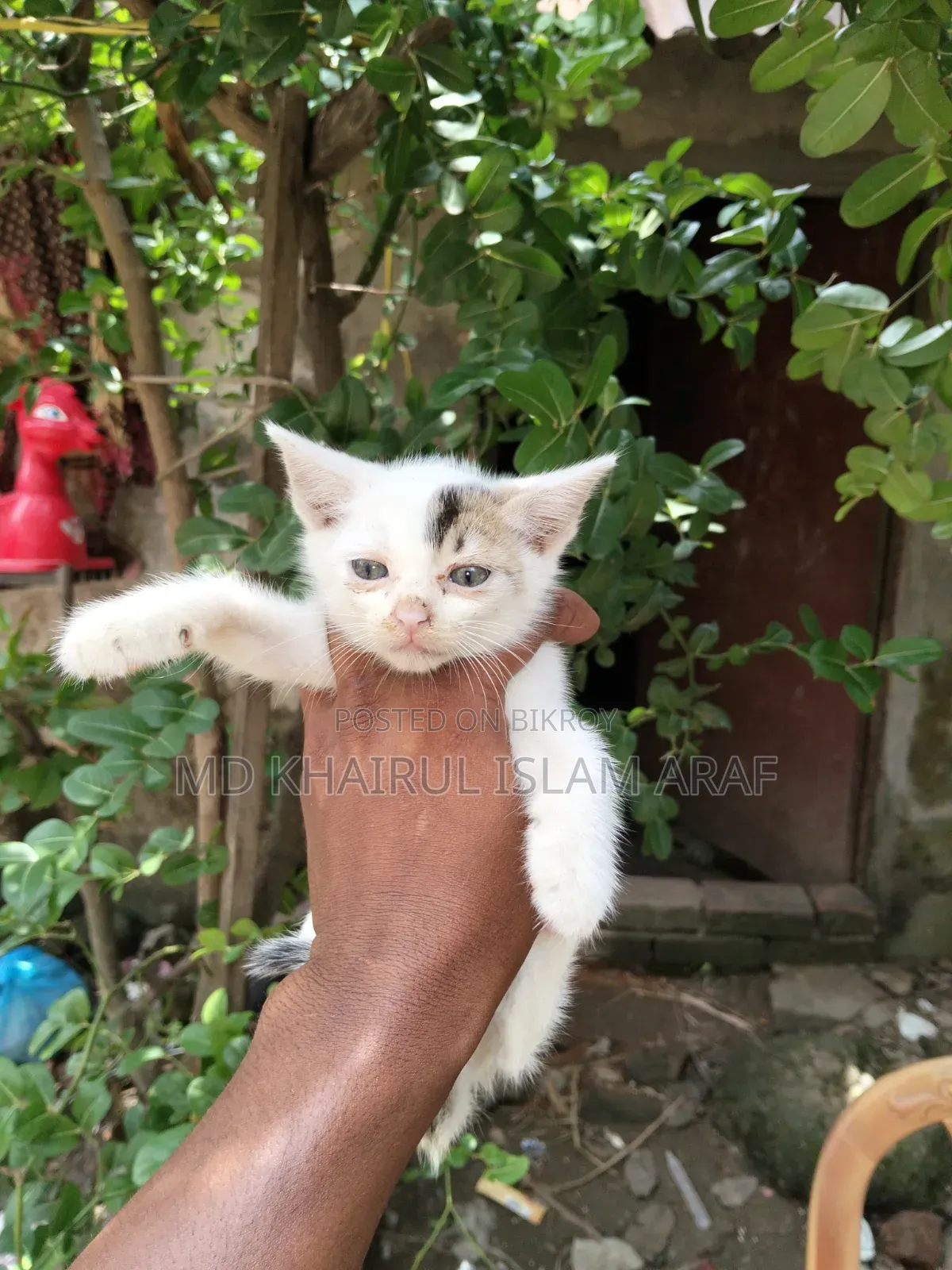 0-1 month Male Mixed Breed Cat