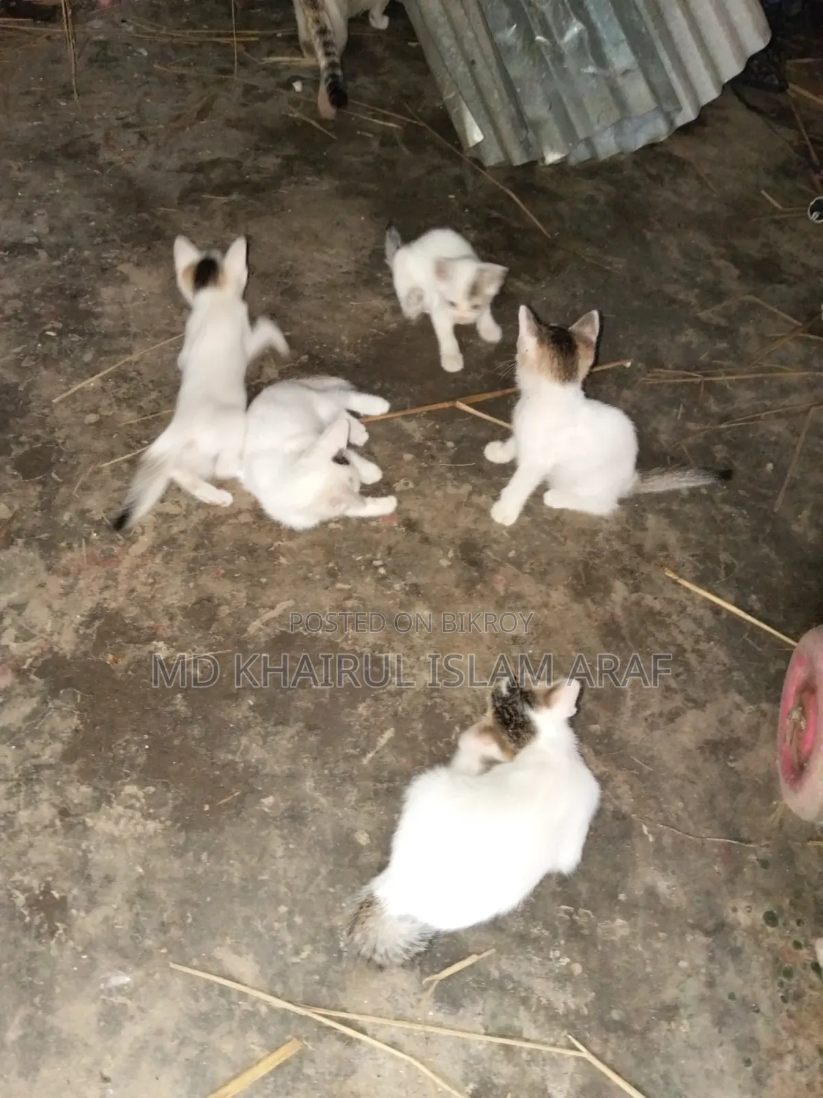 0-1 month Male Mixed Breed Cat
