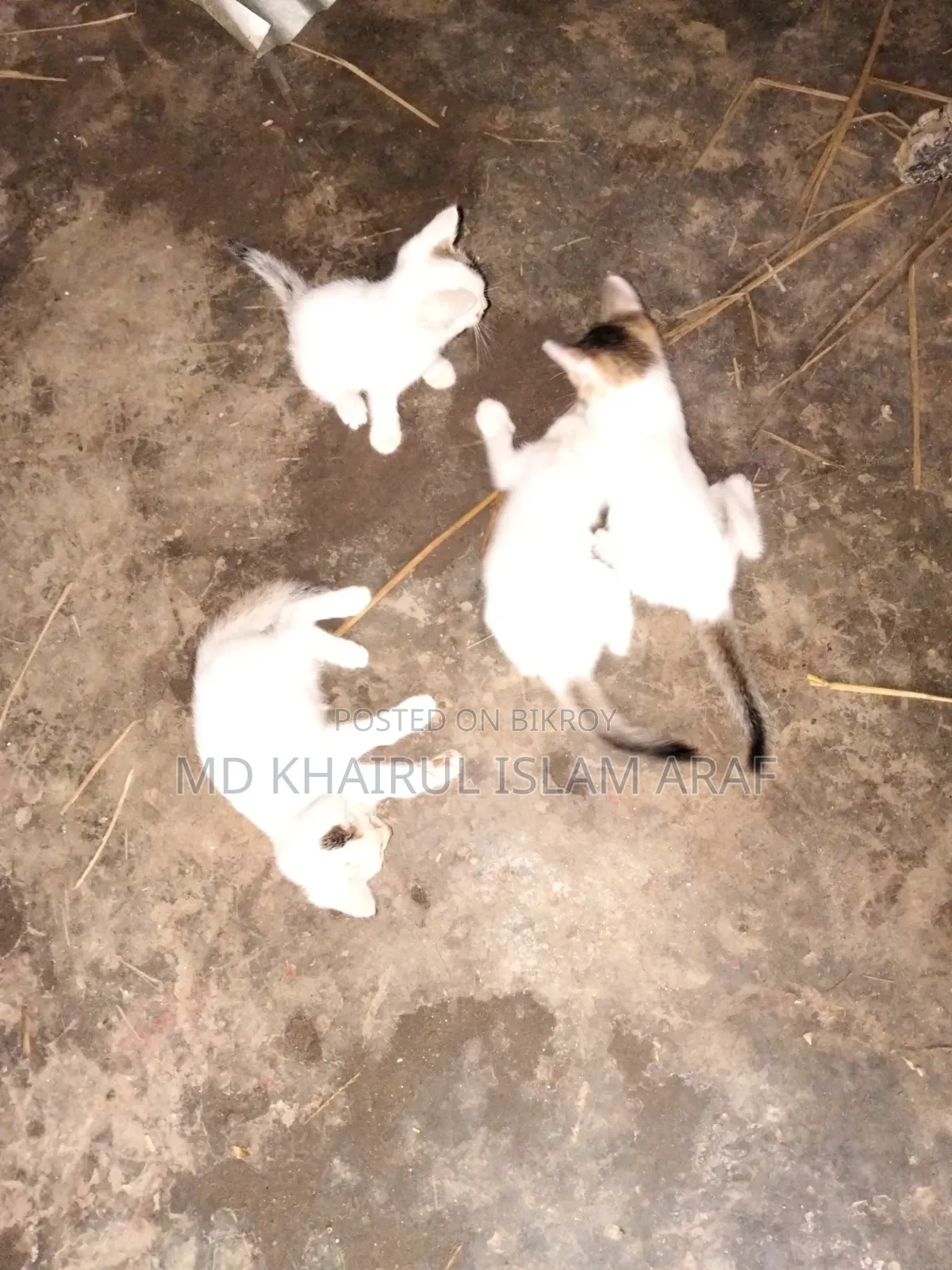 0-1 month Male Mixed Breed Cat