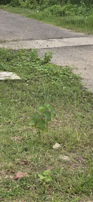 RAJUK Purbachal 10 Katha South-facing plot for sale