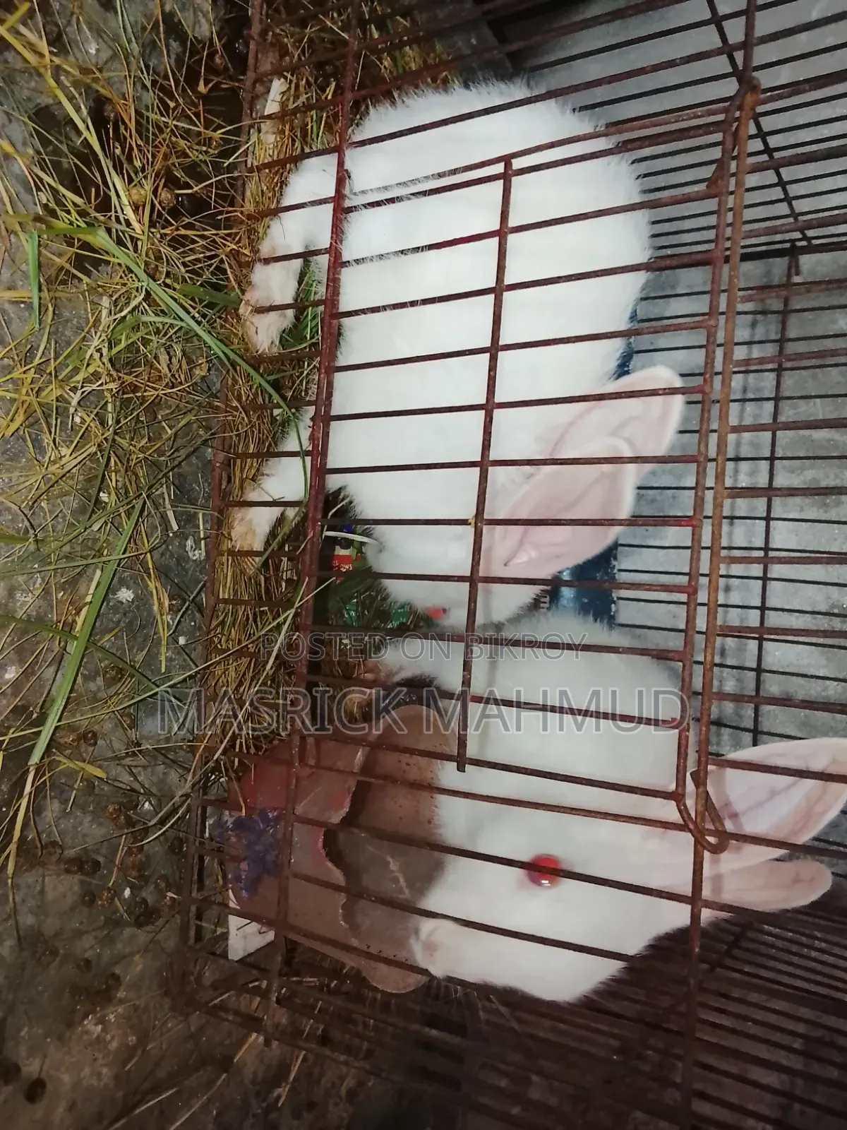 খোরগোস বেবি (২ মাস)