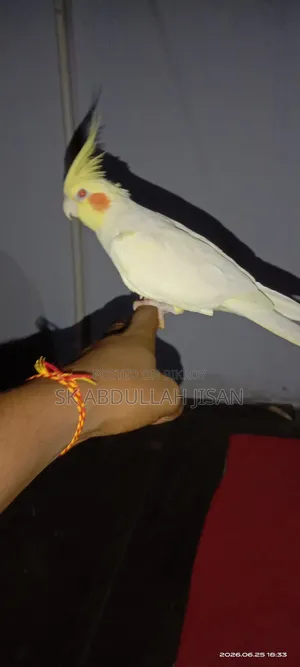 এক পিছ ফুল টেম ককাটেল বিক্রি হবে
