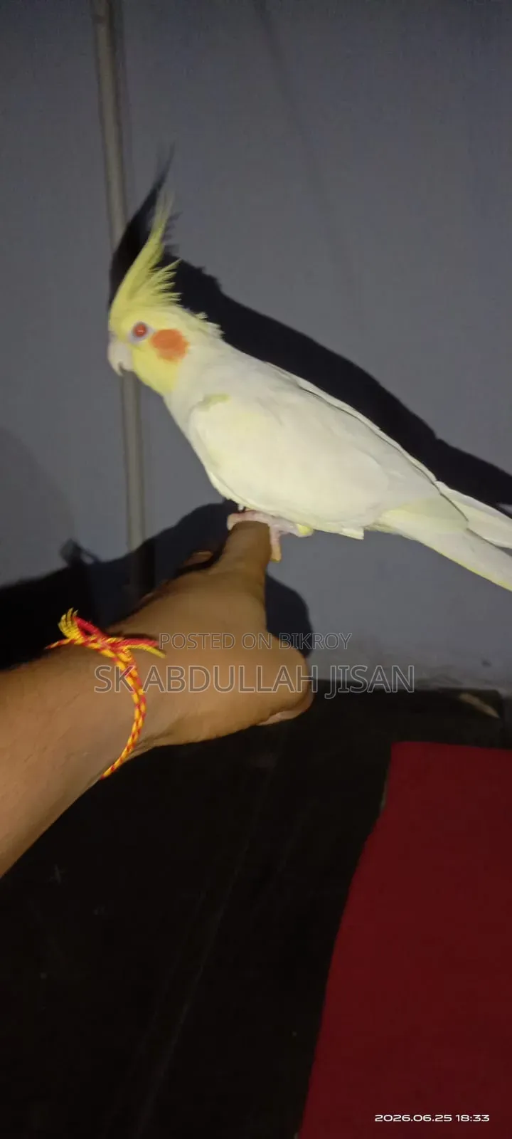 এক পিছ ফুল টেম ককাটেল বিক্রি হবে