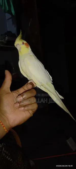 এক পিছ ফুল টেম ককাটেল বিক্রি হবে