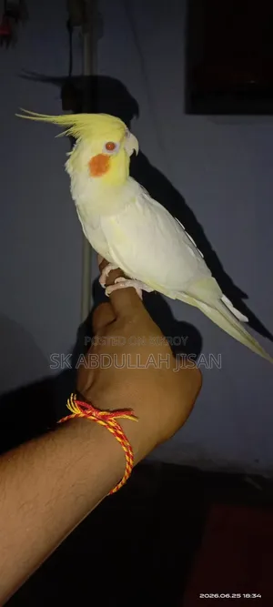 এক পিছ ফুল টেম ককাটেল বিক্রি হবে