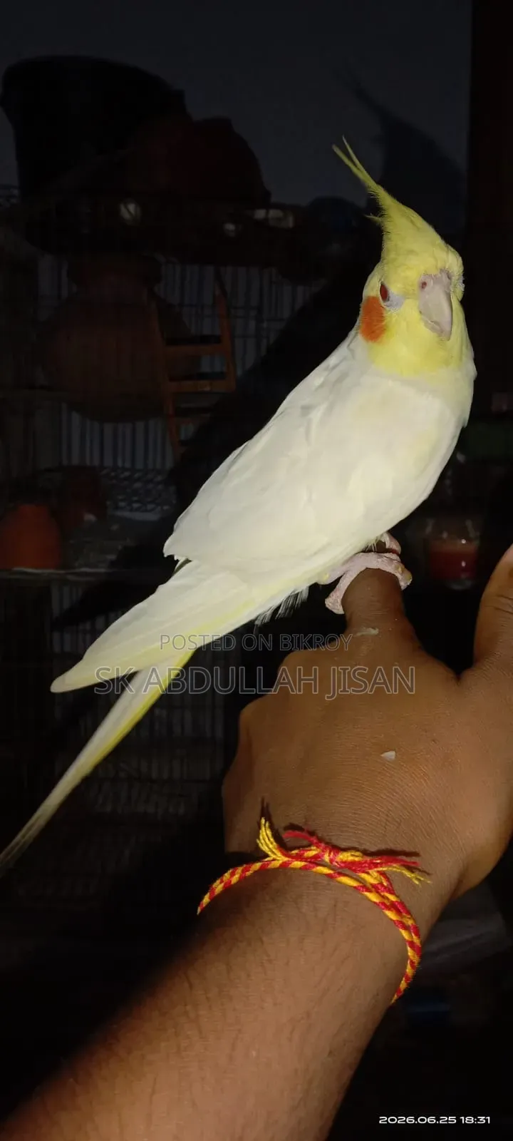 এক পিছ ফুল টেম ককাটেল বিক্রি হবে