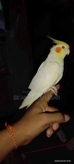 এক পিছ ফুল টেম ককাটেল বিক্রি হবে