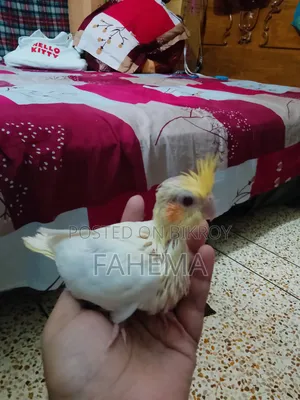ককাটেল বেবি