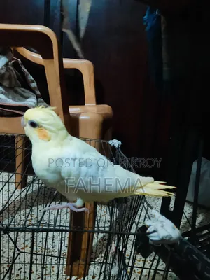 ককাটেল বেবি