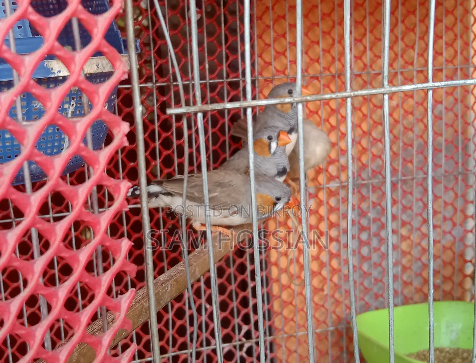 3 Male and 1 Female Zebra Finch for Sale
