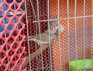 3 Male and 1 Female Zebra Finch for Sale
