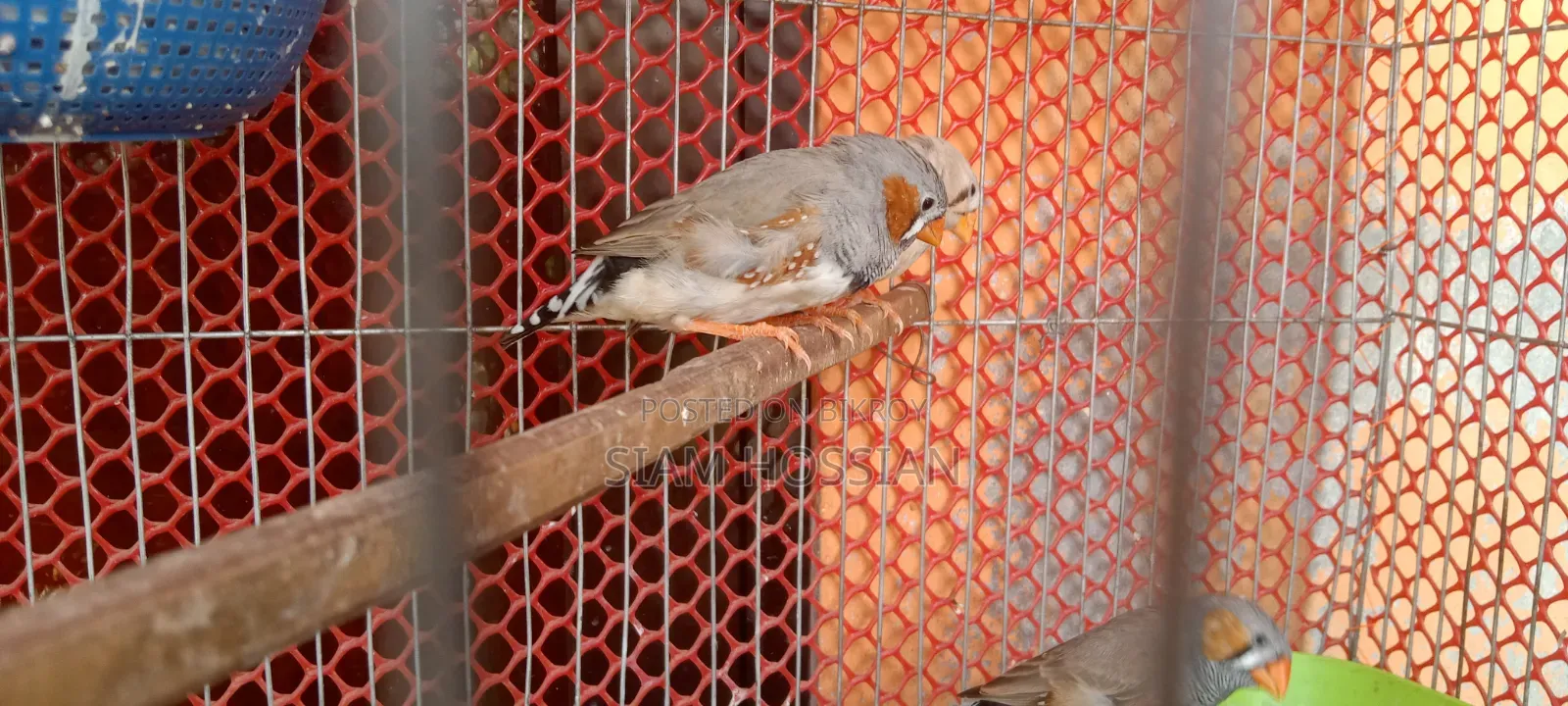 3 Male and 1 Female Zebra Finch for Sale