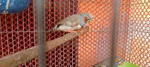 3 Male and 1 Female Zebra Finch for Sale