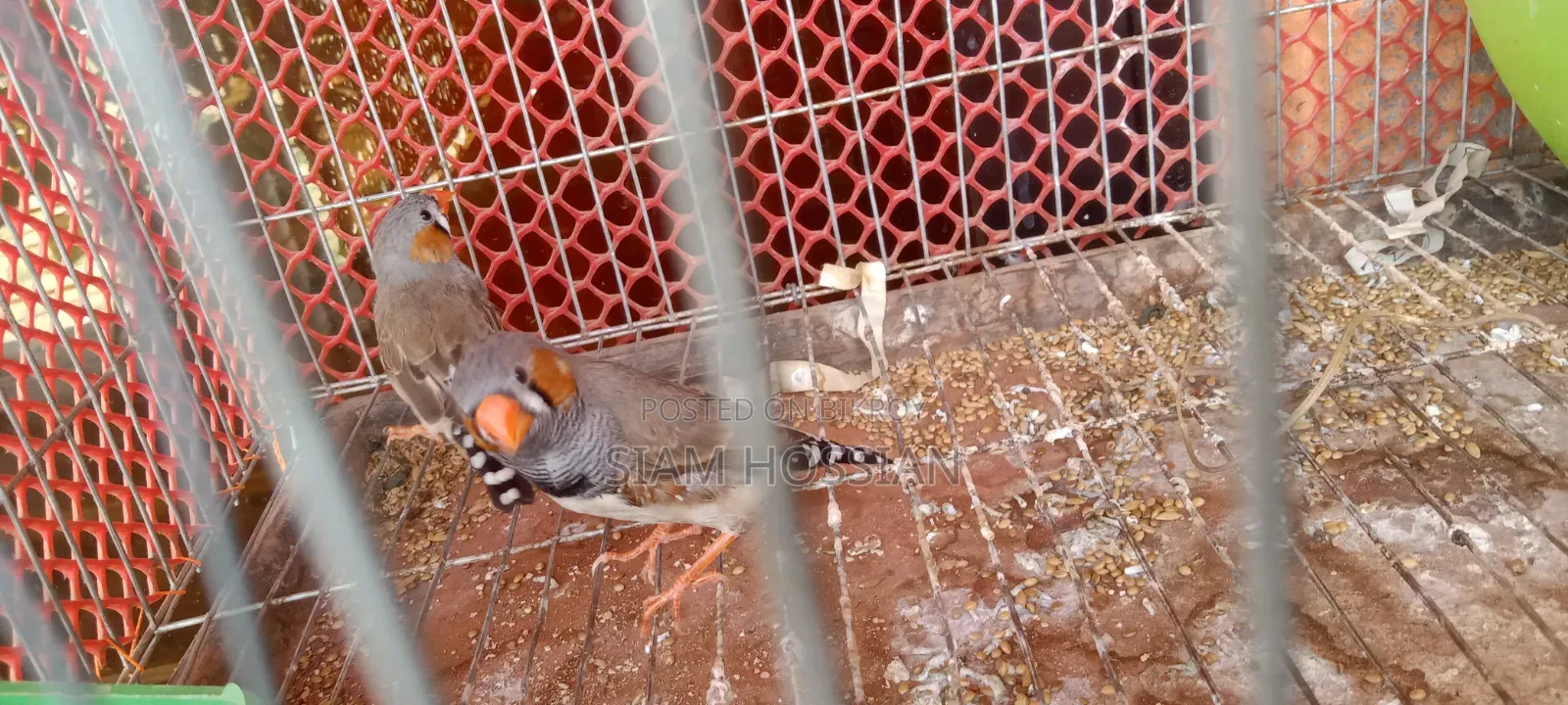 3 Male and 1 Female Zebra Finch for Sale