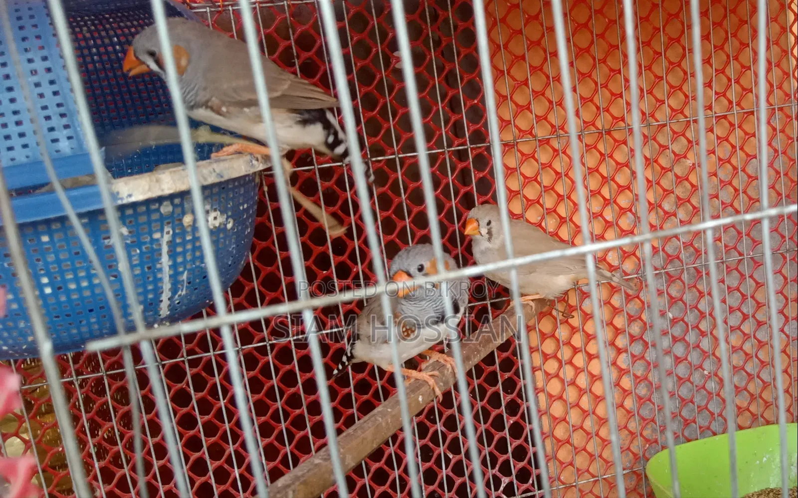 3 Male and 1 Female Zebra Finch for Sale