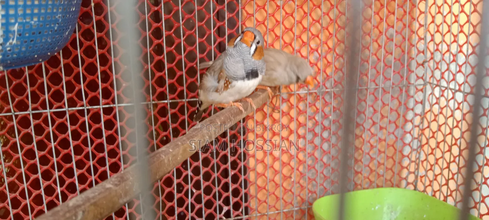 3 Male and 1 Female Zebra Finch for Sale