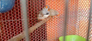 3 Male and 1 Female Zebra Finch for Sale