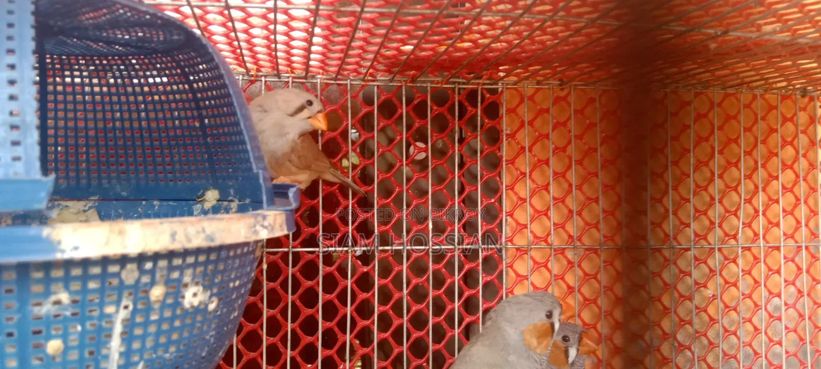3 Male and 1 Female Zebra Finch for Sale