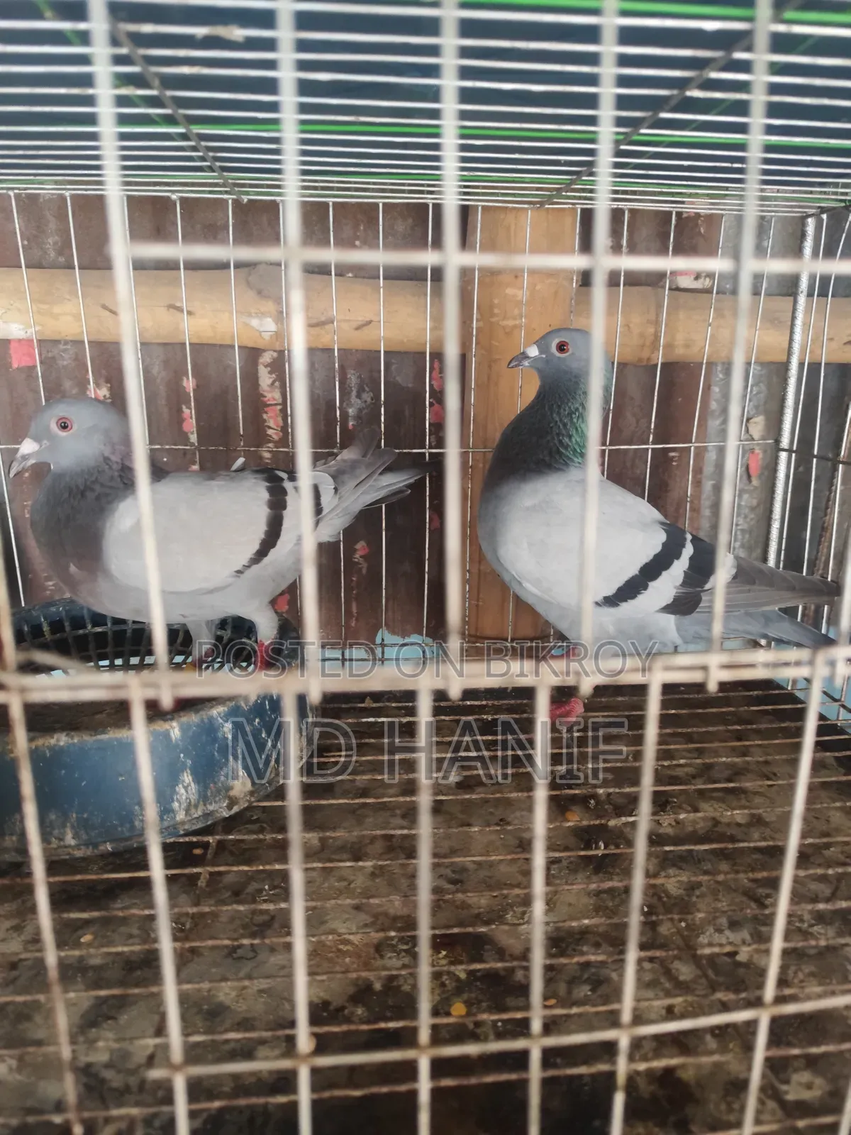 Sobji Ranig Pear