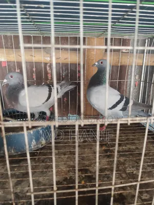 Sobji Ranig Pear