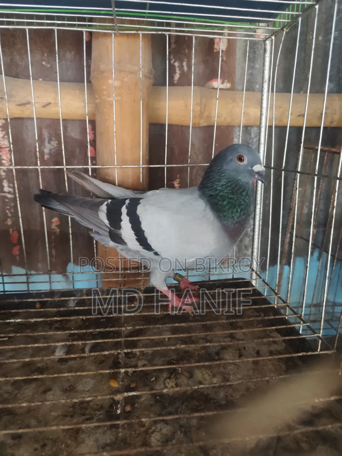Sobji Ranig Pear