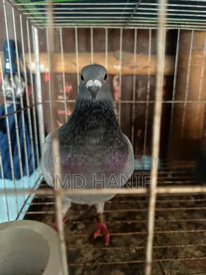 Sobji Ranig Pear