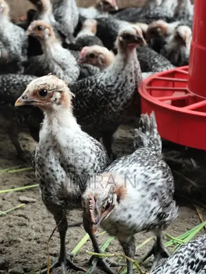 Original Egyptian Fayoumi Chickens