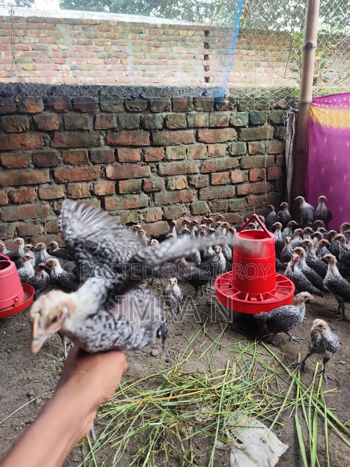 Original Egyptian Fayoumi Chickens