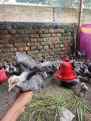 Original Egyptian Fayoumi Chickens