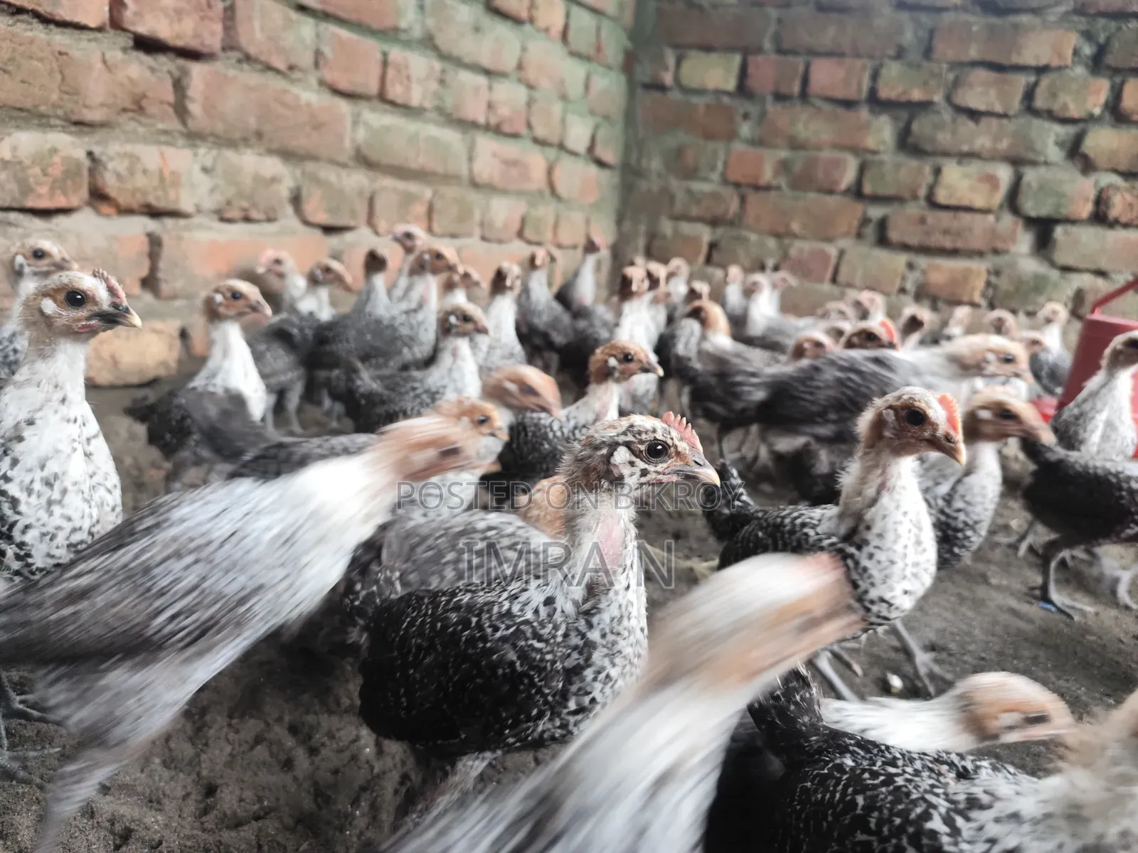 Original Egyptian Fayoumi Chickens