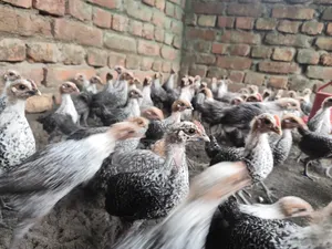 Original Egyptian Fayoumi Chickens