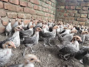 Original Egyptian Fayoumi Chickens