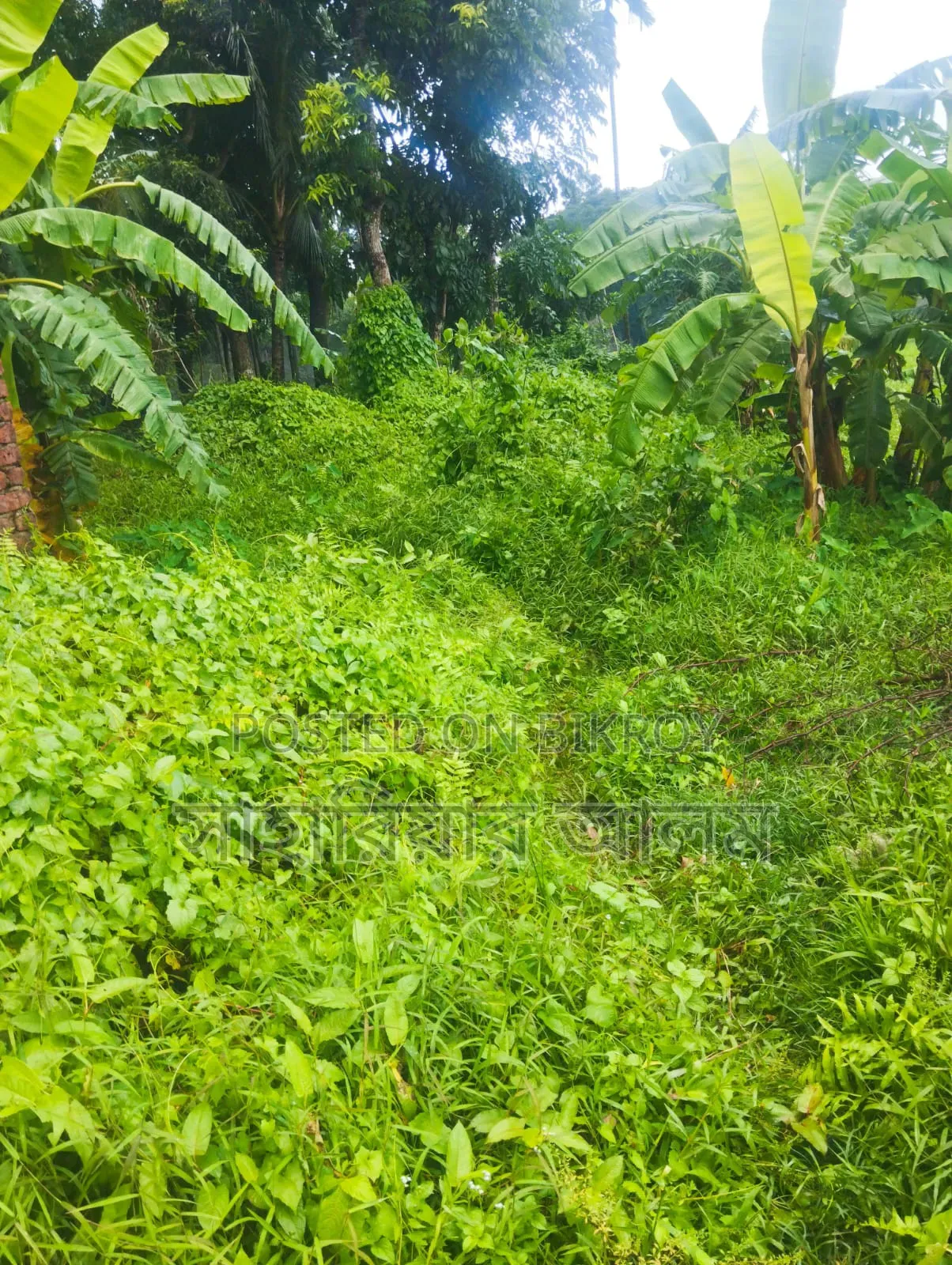 Land next to Baroirhat Highway