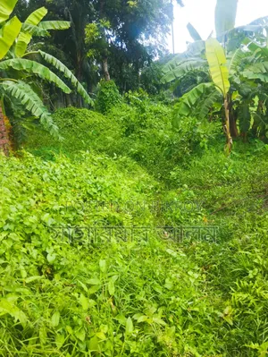 Land next to Baroirhat Highway
