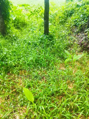 Land next to Baroirhat Highway