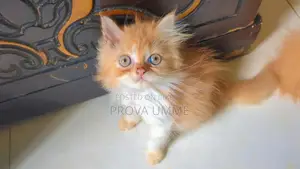 1-3 months Male Purebred Persian