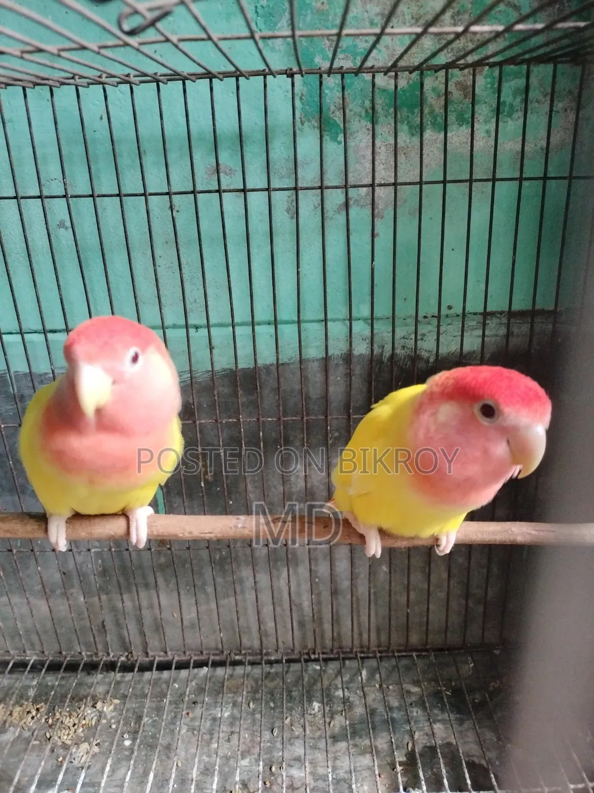 লাভ বাড পাখি