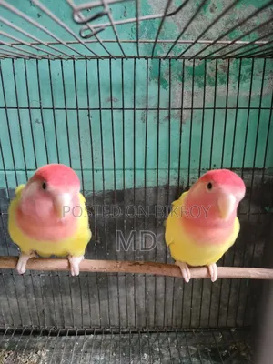 লাভ বাড পাখি