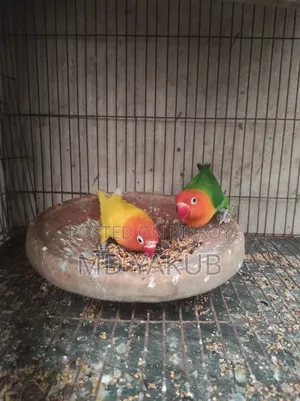 Love Bird Pair