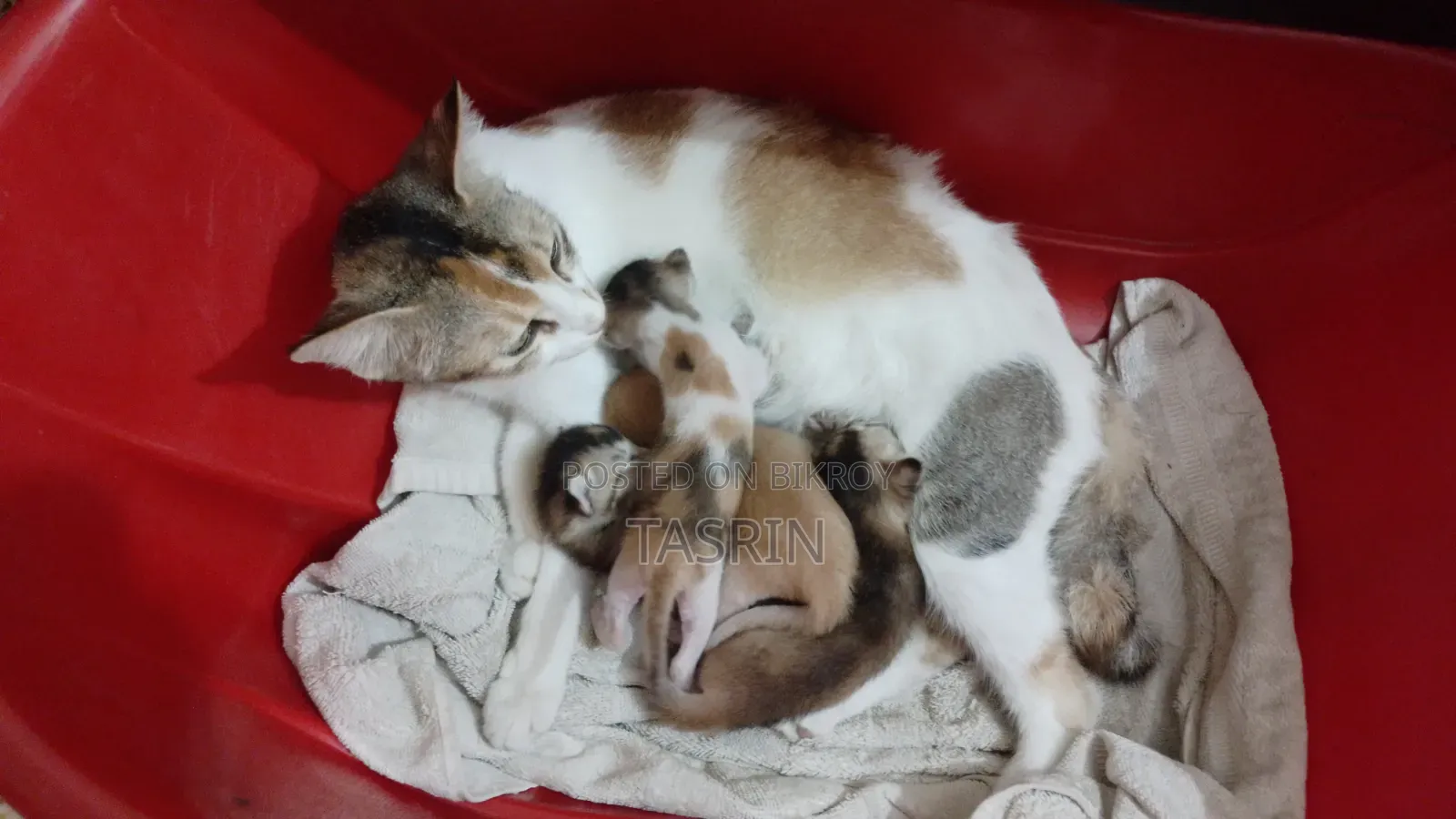 1+ year Female Mixed Breed Bengal