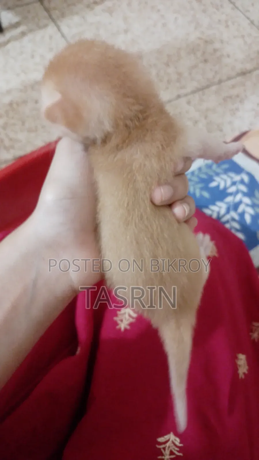 1+ year Female Mixed Breed Bengal