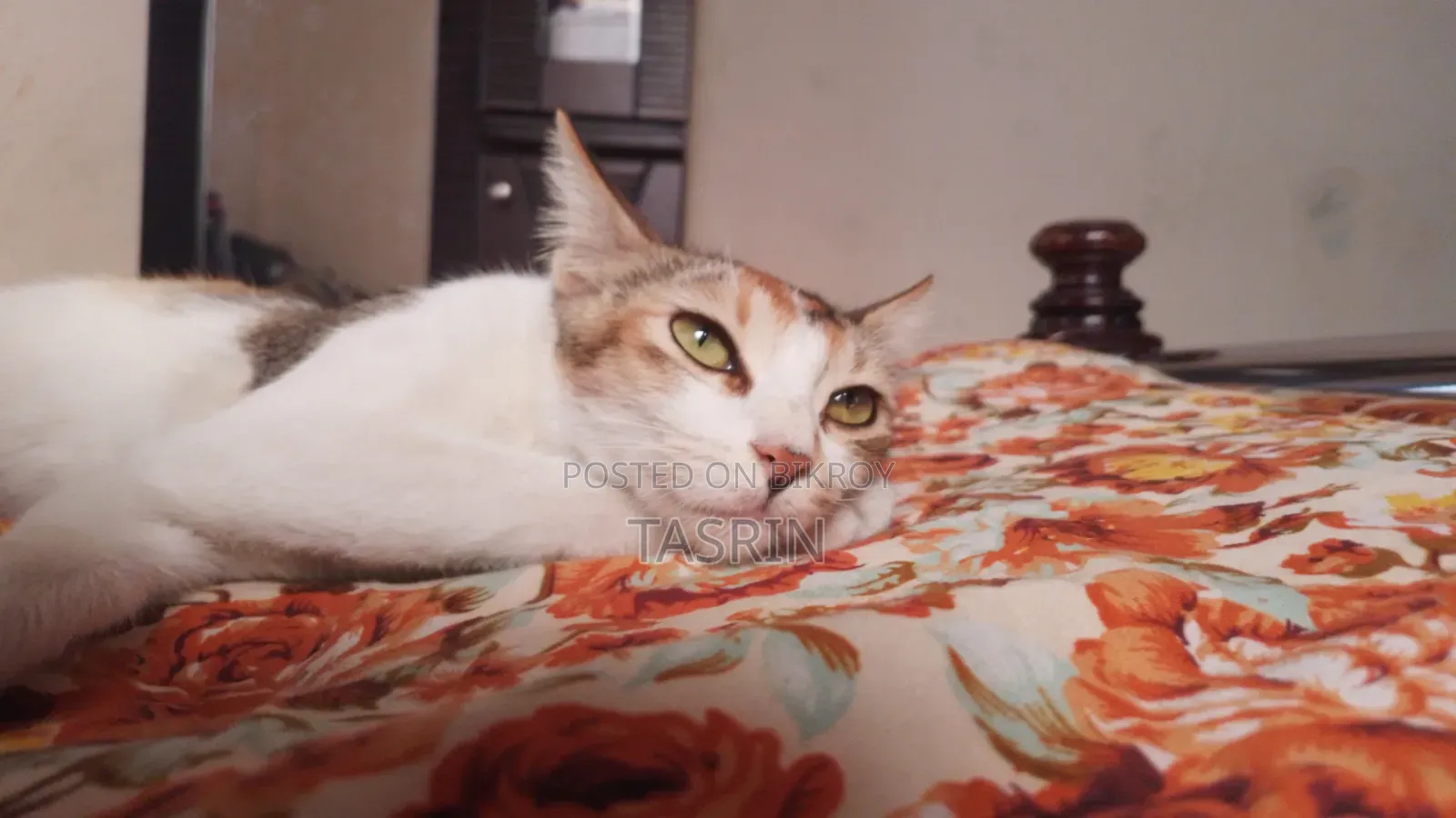1+ year Female Mixed Breed Bengal