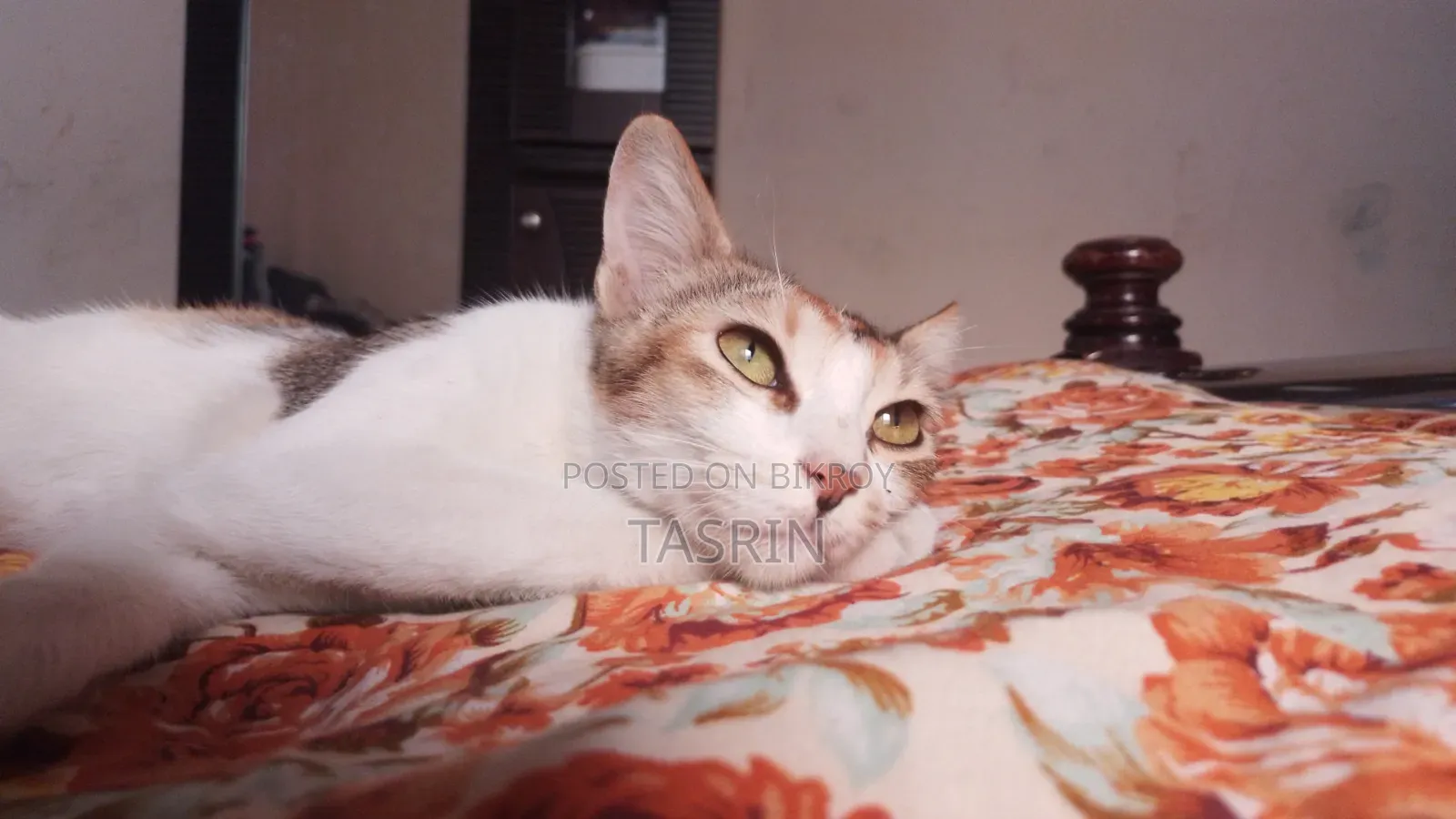 1+ year Female Mixed Breed Bengal