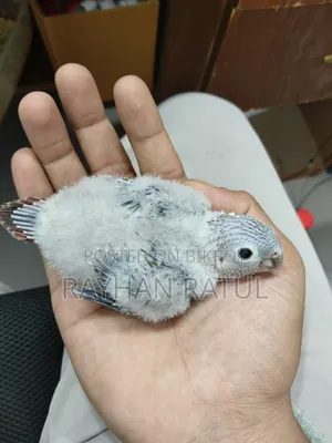 হান্ড ফিডিং কনুর পাখি